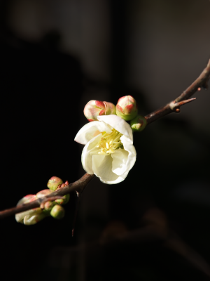 撮って見た　其の２１　（光照寺）-07