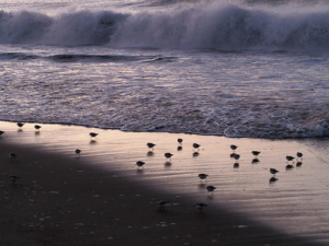 ４日の朝も海岸で-06
